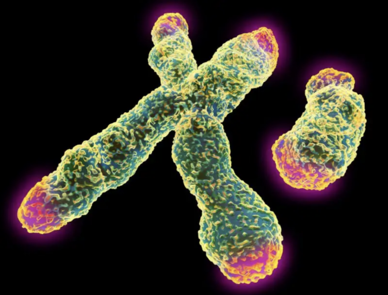 Y Chromosome Decline